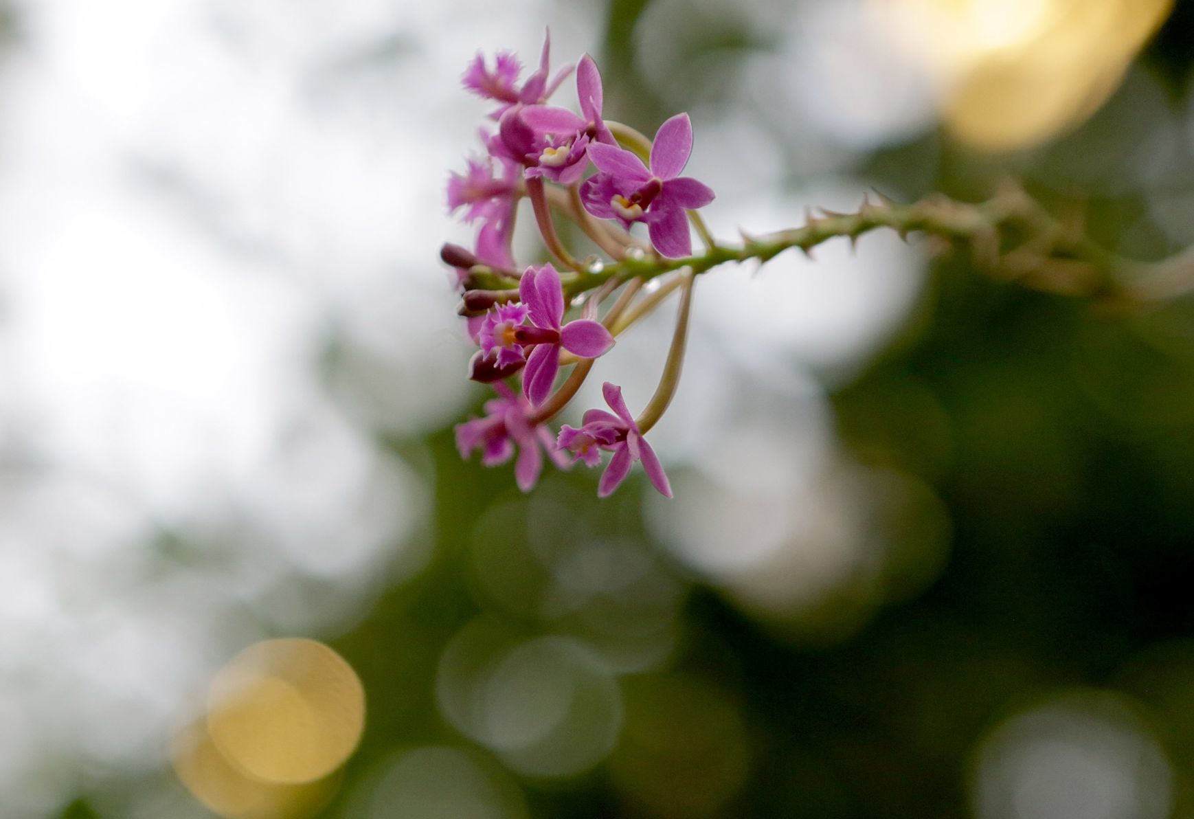Orchid Show opens at Missouri Botanical Garden